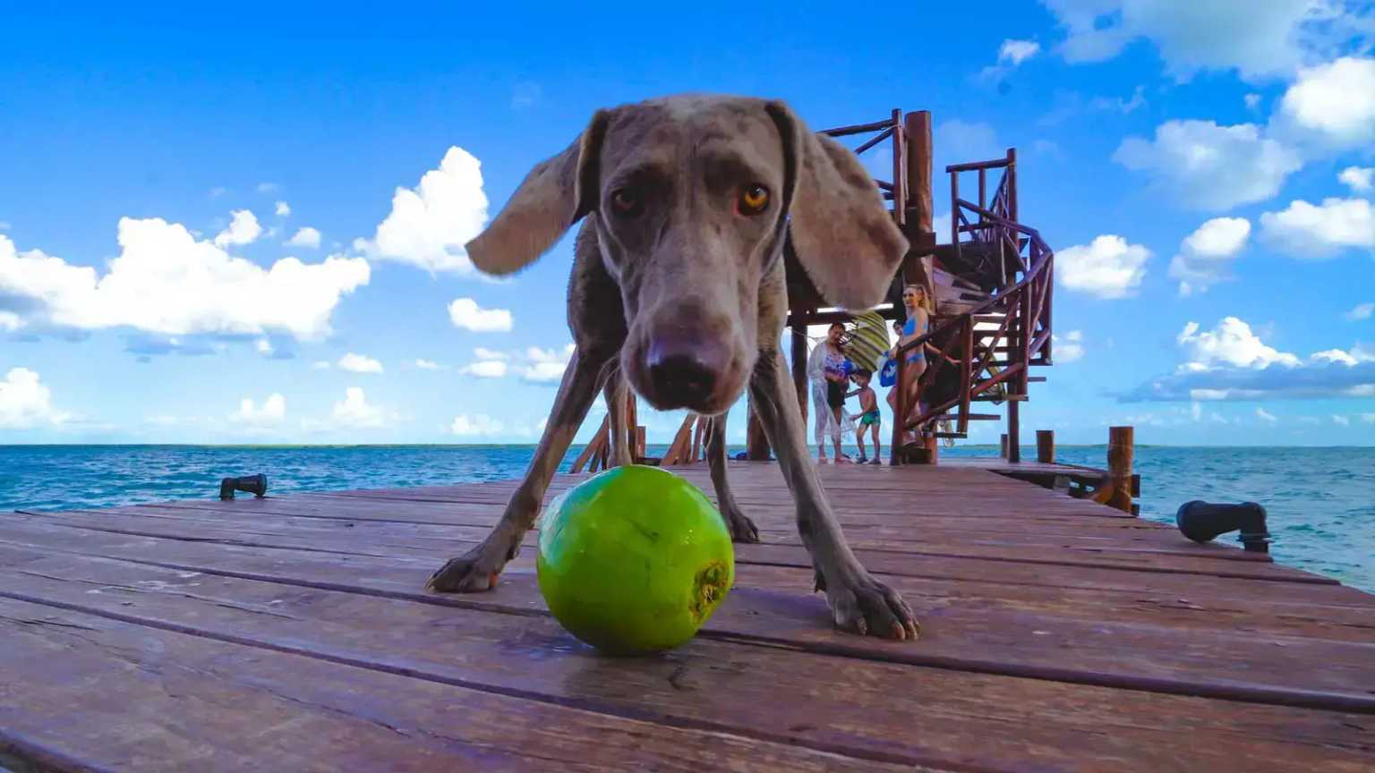 Pet friendly Bacalar